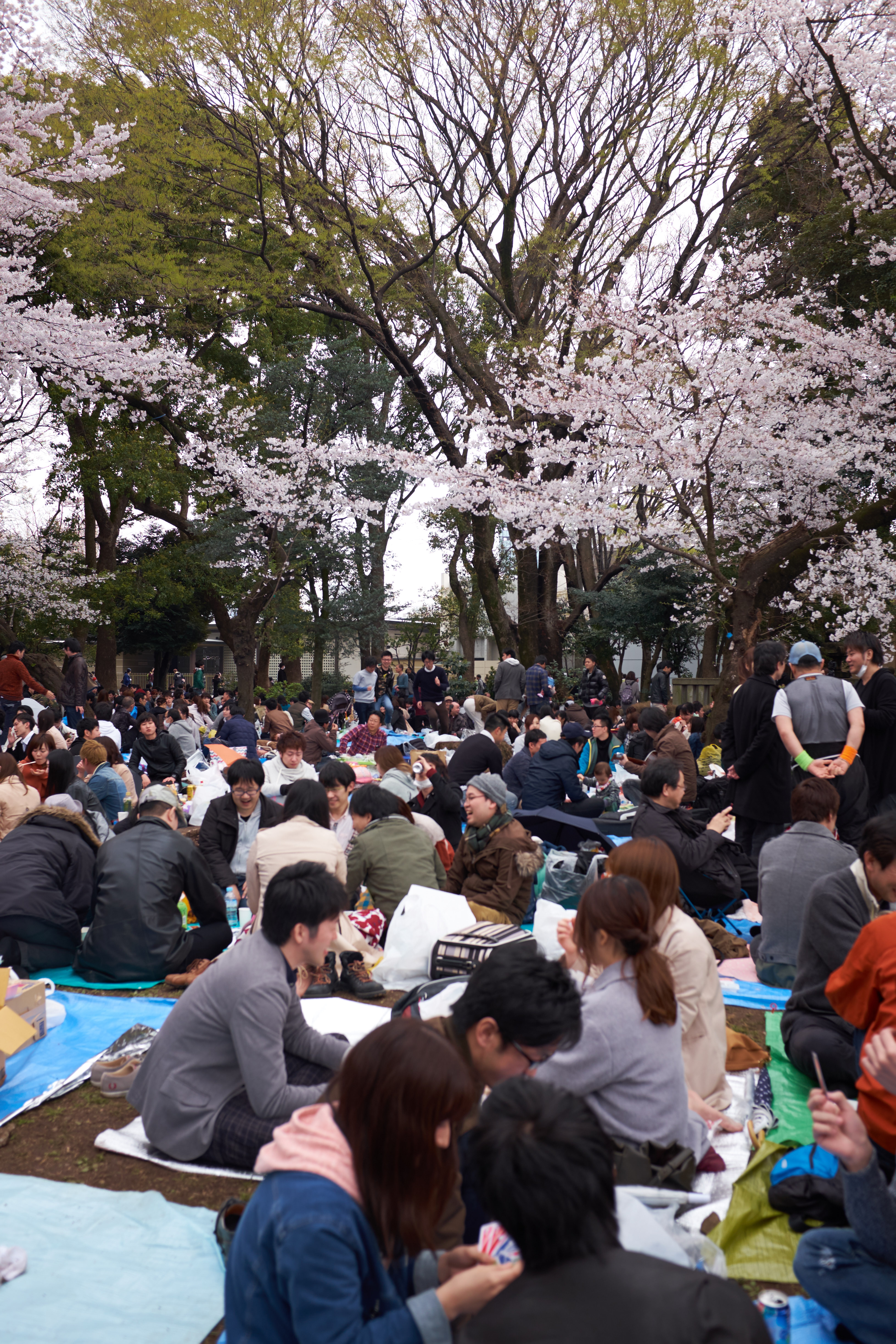 Plus un espace de libre pour faire hanami © Aventure Japon