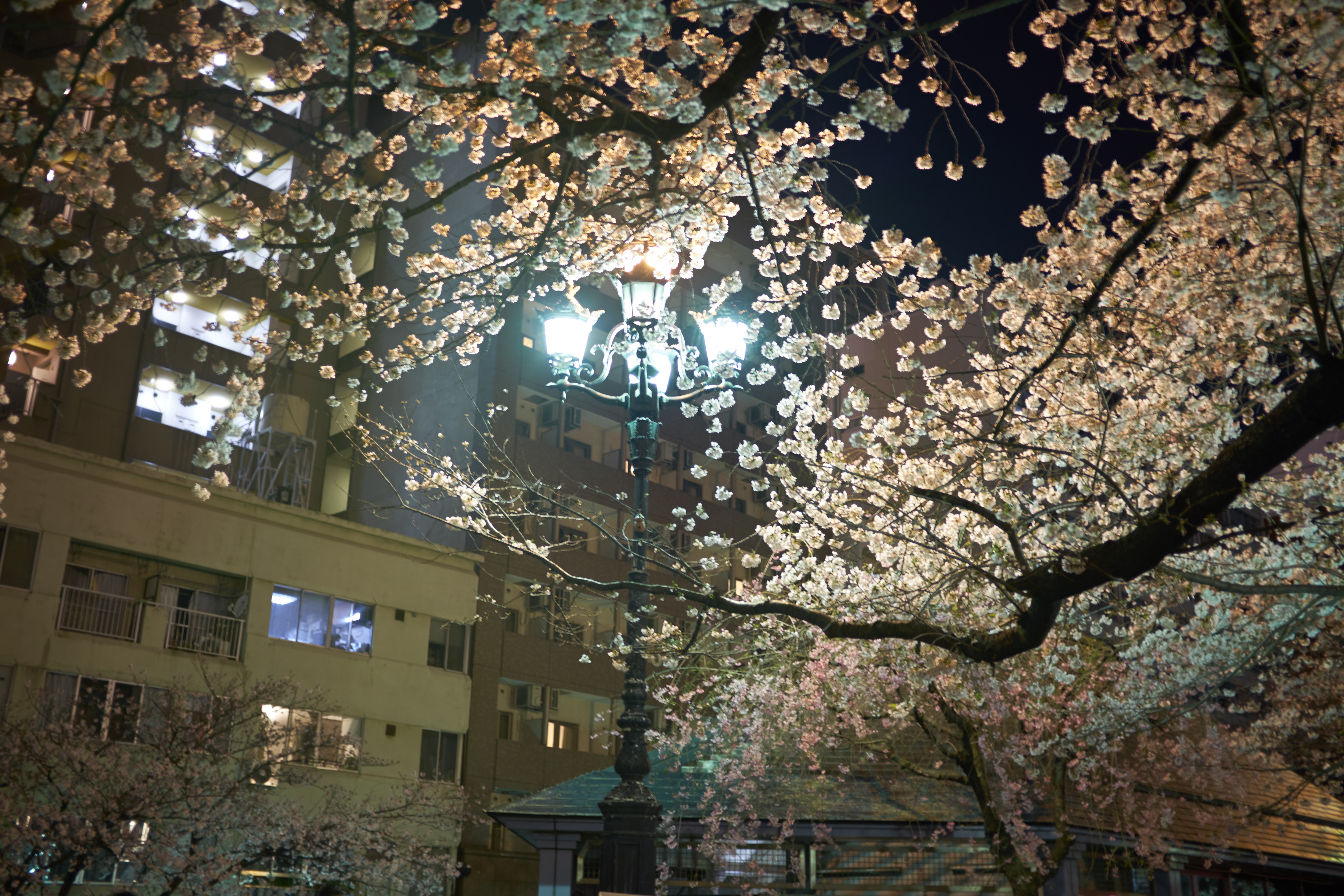 Sur les bords de la Sumida © Aventure Japon