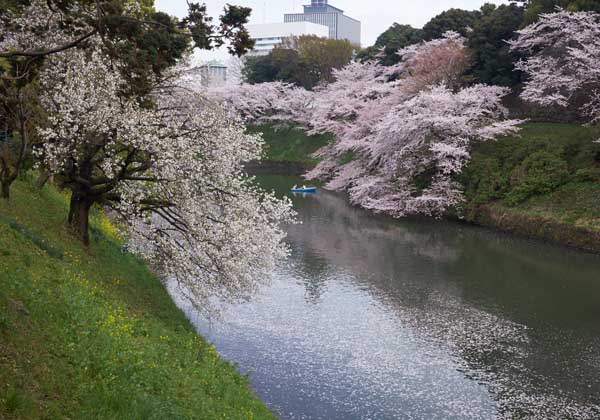 Les cerisiers de la célèbre allée Chidorigafuchi ryokudô 千鳥ヶ淵緑道 © Aventure Japon 2016