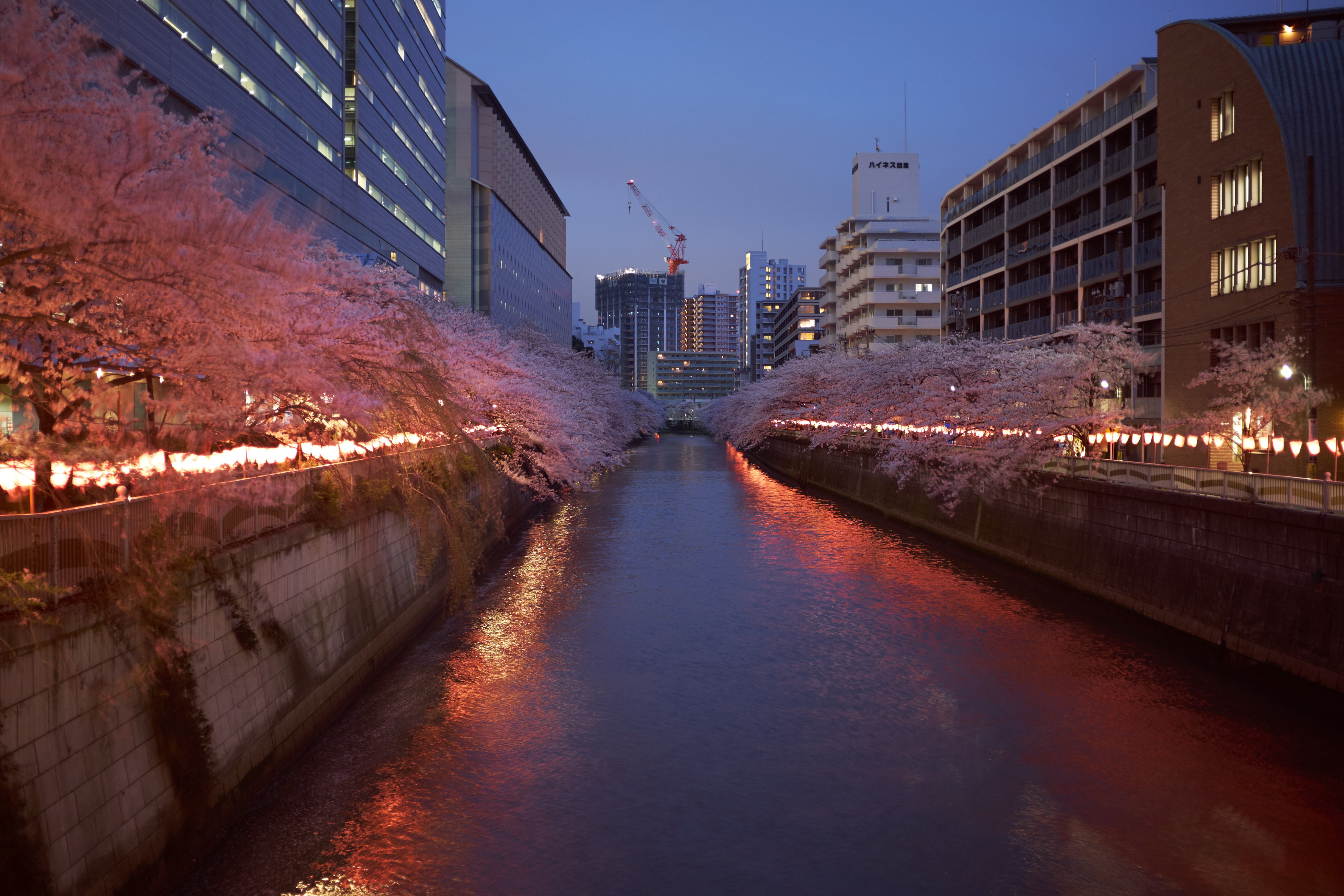 Le fleuve Meguro bordé de cerisiers dans le froid et le vent © Aventure Japon 2016