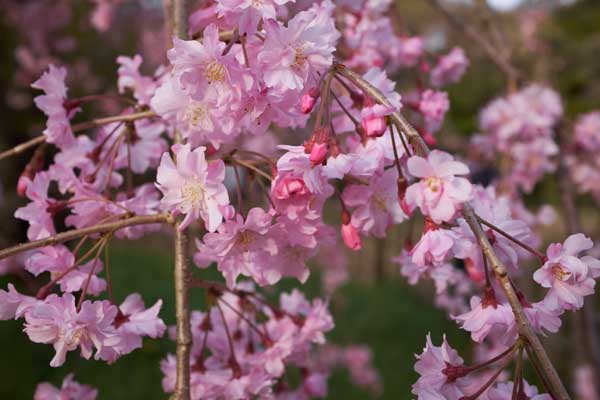 Les cerisiers en fleur du jardin du Palais impérial de Kyoto © Aventure Japon 2016