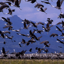 L’essaim de grues au dessus de la plaine d’Izumi © Association touristique de la ville d’Izumi, Izumi-shi kankô kyôkai 出水市観光協会