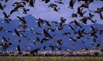 L’essaim de grues au dessus de la plaine d’Izumi © Association touristique de la ville d’Izumi, Izumi-shi kankô kyôkai 出水市観光協会