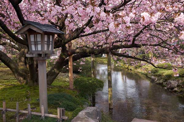 Le cerisier du Kenrokuen Kumagaizakura 兼六園熊谷桜 très populaire parmi les photographes © Aventure Japon 2016