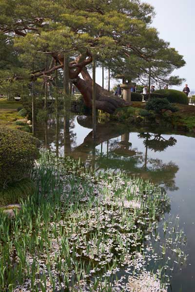 Le Karasaki-matsu 唐崎松, un des arbres remarquables du jardin au bord de l'étang Kasumiga-ike 霞ヶ池 © Aventure Japon 2016