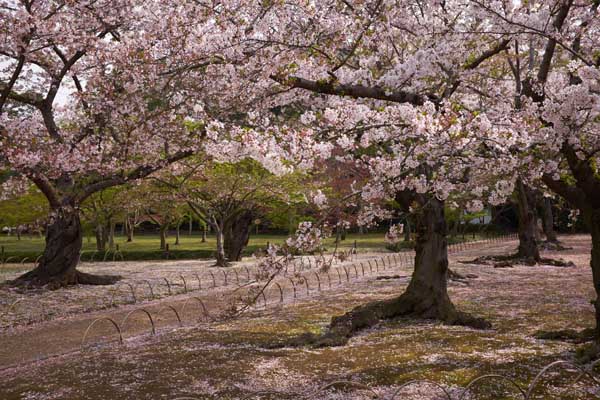 Les cerisiers du Kôrakuen © Aventure Japon 2016
