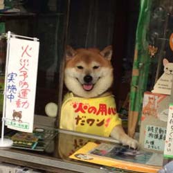 Shiba-chan シバちゃん dans son kiosque à tabac, Suzuki tabako-ten 鈴木たばこ店 © Koganei Fire Station , Koganei shôbôsho 小金井消防署