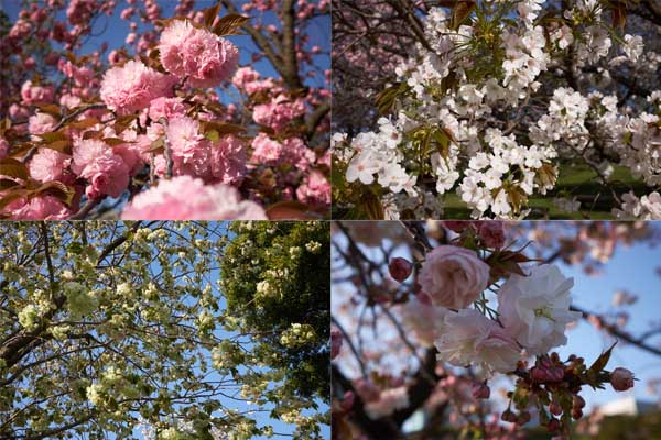 La grande variété des cerisiers du jardin Hamarikyû : pompon, blanc, vert et rose © Aventure Japon 2016