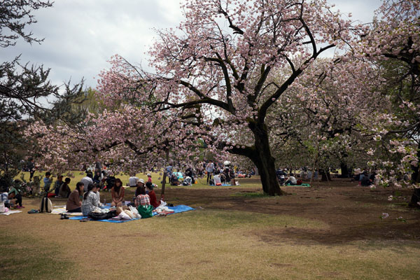 Hanami au Shinjuku gyoen © Aventure Japon 2016