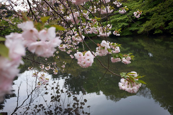 Les cerisiers sont encore en fleur au Shinjuku gyoen © Aventure Japon 2016