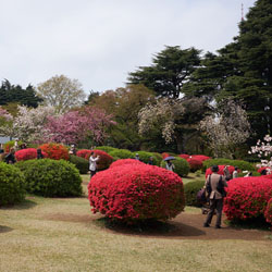 Les azalées et les cerisiers en fleur du jardin impérial de Shinjuku, Shinjuku gyoen 新宿御苑