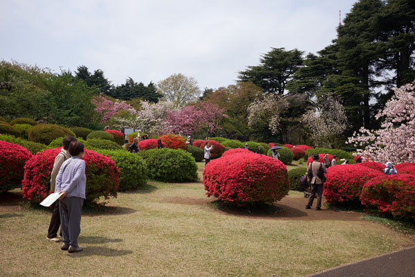 Les azalées et les cerisiers en fleur du jardin impérial de Shinjuku, Shinjuku gyoen 新宿御苑