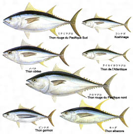 Les différentes espèces de thon @ Kodansha