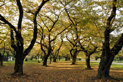 Cerisiers Yoshino, somei Yoshino 染井吉野 (nom scientifique : Prunus × yedoensis) © 2010 - Jardin botanique Koishikawa, Koishikawa shokubutsuen 小石川植物園