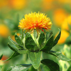 La fleur de benibana 紅花, carthamus tinctorius L. &copy; Collection de photographies du tourisme de K&ocirc;b&eacute;, K&ocirc;be kank&ocirc; kabegami shashinsh&ucirc; 神戸観光壁紙写真集