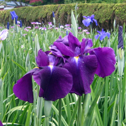 Fleurs d&rsquo;iris sanguinea, ayame アヤメ &copy; ville d&rsquo;Ishinomaki 石巻市
