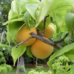 Prunes, ume no mi 梅の実, du jardin du ch&acirc;teau de Nij&ocirc;, Nij&ocirc;-j&ocirc; 二条城, &agrave; Kyoto 京都 &copy; http://hayashi-ryushodo.com