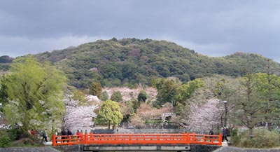Les cerisiers en fleurs sur les bords du fleuve Uji-gawa 宇治川 dans la ville d'Uji 宇治市 © Aventure Japon