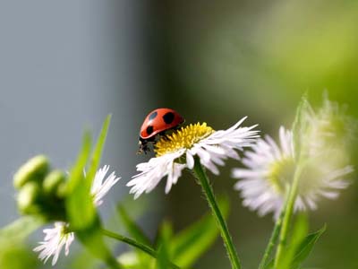 Keichitsu 啓蟄, le jour où les insectes sortent de terre après avoir hiberné pendant l’hiver