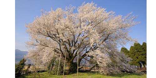 Le grand cerisier Isshingyô, Isshingyô no oozakura 一心行の大桜 © Préfecture de Kumamoto 熊本県