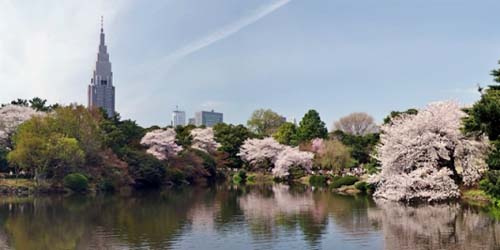 Le jardin national de Shinjuku gyoen 新宿御苑