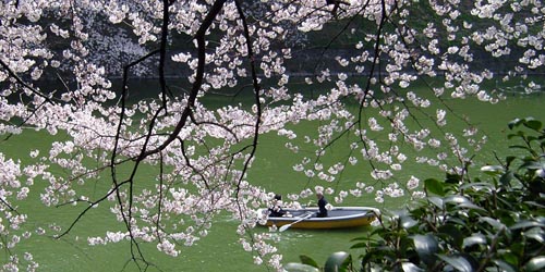 L’allée d’arbres de Chidorigafuchi, Chidorigafuchi ryokudô 千鳥ヶ淵緑道, près du Palais impérial, Kôkyo 皇居, de Tokyo 東京, célèbre pour ses cerisiers en fleurs, sakura 桜 en mars-avril © Aventure Japon