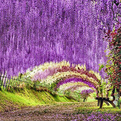 Le jardin Kawachifuji, Kawachifujien 河内藤園, situé près de Kitakyushu 北九州, abrite quelque 150 pieds de glycines de 20 espèces différentes. Source : laboiteverte Le jardin Kawachifuji, Kawachifujien 河内藤園, situé près de Kitakyushu 北九州, abrite quelque 150 pieds de glycines de 20 espèces différentes. Source : laboiteverte