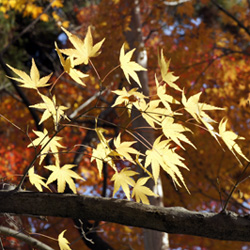 Les feuilles d'automne au Japon © Aventure Japon Les feuilles d'automne au Japon © Aventure Japon