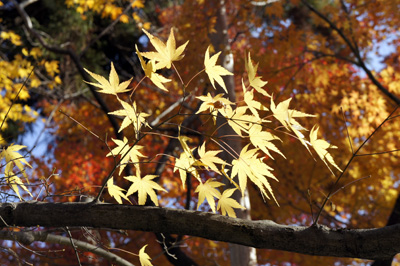 Les feuilles d'érable japonais ou Acer japonicum au Japon en automne © Aventure Japon