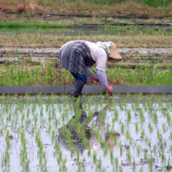 Plantation du riz dans les rizières Plantation du riz dans les rizières