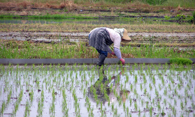 Plantation du riz dans les rizières