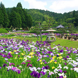 Champ d’iris japonais hanashôbu 花菖蒲 (Iris ensata) dans le jardin Shôbu du temple Eitaku-ji 永沢寺 de la ville de Sanda 三田市, préfecture d’Hyôgo兵庫県 © Images du bureau du tourisme de Kôbé, Kôbe kankô kabugami shashin-shû 神戸観光局写真集 Champ d’iris japonais hanashôbu 花菖蒲 (Iris ensata) dans le jardin Shôbu du temple Eitaku-ji 永沢寺 de la ville de Sanda 三田市, préfecture d’Hyôgo兵庫県 © Images du bureau du tourisme de Kôbé, Kôbe kankô kabugami shashin-shû 神戸観光局写真集