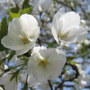 Ôshima zakura オオシマザクラ 大島桜