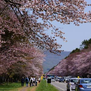 Ôyama zakura オオヤマザクラ 大山桜