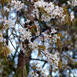 Kasumi zakura カスミザクラ 霞桜