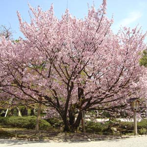 Kenrokuen Kumagai ケンロクエンクマガイ 兼六園熊谷