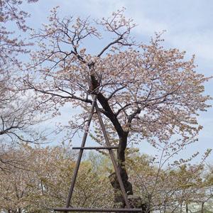 Chôshôin Hatazakura チョウショウインハタザクラ 長勝院旗桜