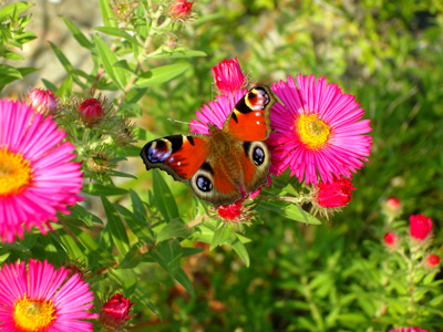 Un papillon sous la lumière d’été © Aventure Japon