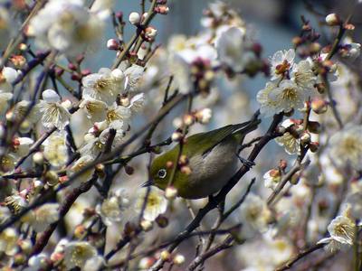 Un zostérops du Japon, mejiro メジロ, parmi les fleurs d'abricotier du Japon ou prunier, ume 梅 © Wikipédia