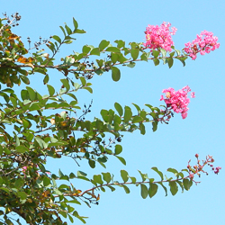 Le « singe qui glisse », sarusuberi サルスベリ, ou lilas d'Inde en pleine floraison © Aventure Japon Le « singe qui glisse », sarusuberi サルスベリ, ou lilas d'Inde en pleine floraison © Aventure Japon