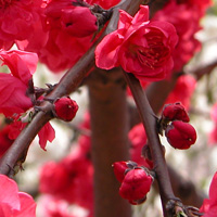 Des bourgeons d'abricotier du Japon, ume no s&ocirc;moku 梅の草木