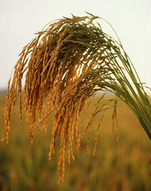 Plant de riz à pleine maturité © Wikipedia Japan