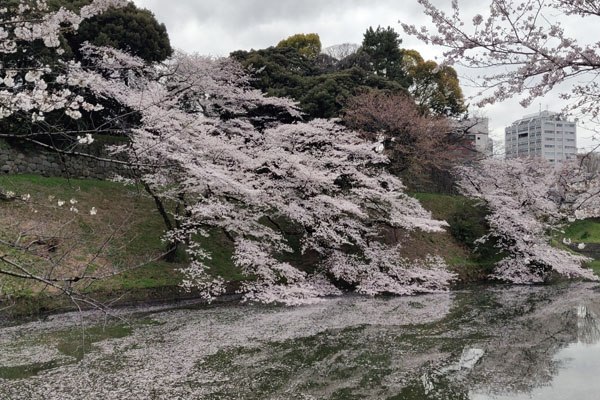 Les cerisiers du parc Chidorigafuchi 千代田区立 千鳥ヶ淵公園