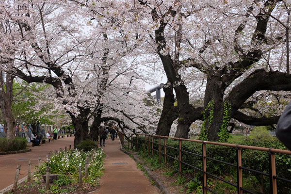 Les cerisiers du parc Chidorigafuchi 千代田区立 千鳥ヶ淵公園