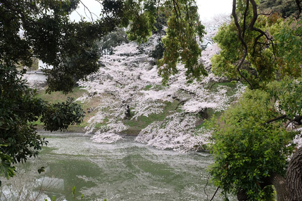 Les cerisiers du parc Chidorigafuchi 千代田区立 千鳥ヶ淵公園