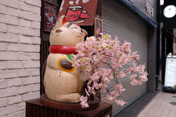 Le gros chat devant l'entrée des escaliers pour monter au salon de thé qui se trouve à l'étage