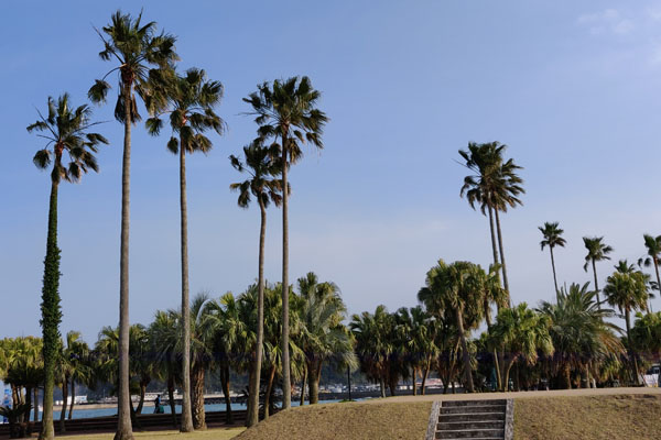 Le bord de mer d'Aoshima