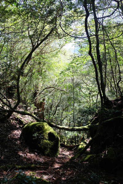 La forêt de Yakushima