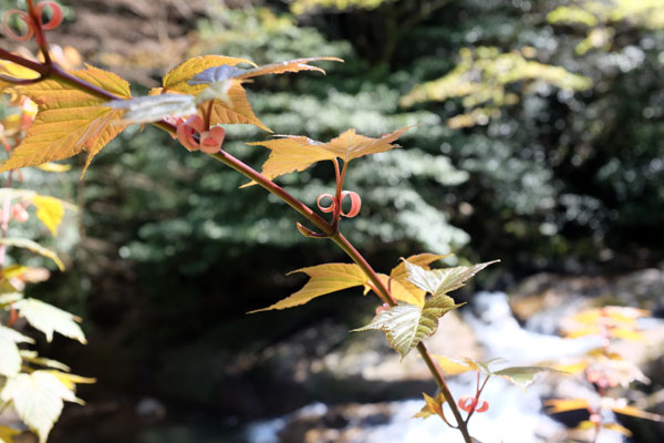 Aucune idée du nom de cette plante. Si quelqu'un connaît, il peut me contacter sur Instagram.