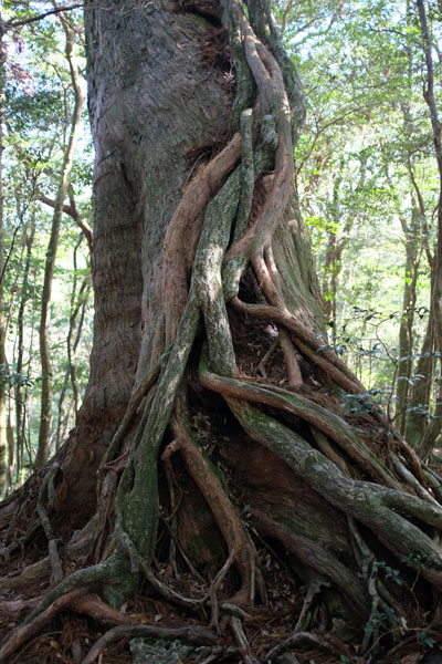 Un des arbres remarquables